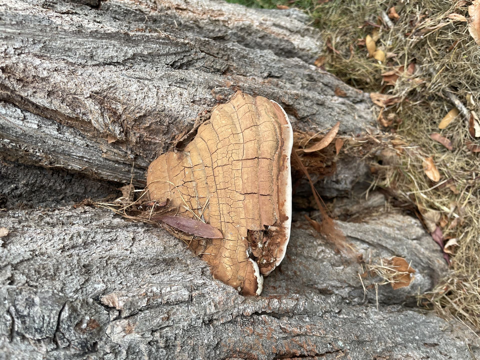 Polypore de Schweinitz — champignon lignicole révélant une dégradation avancée du bois, signe clinique fondamental du diagnostic arboricole