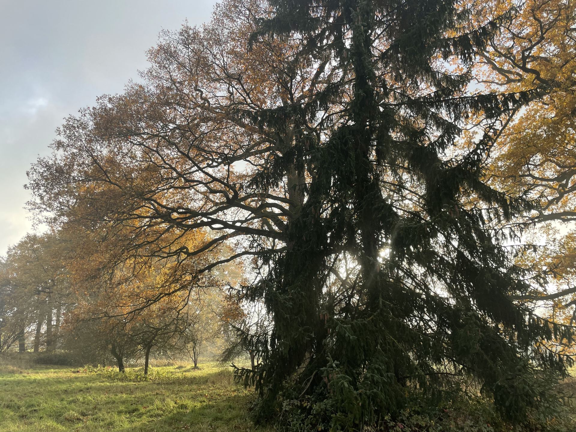 Vue d'ensemble d'un parc arboré en automne — chêne pédonculé et épicéa se dressant dans une lumière dorée de fin de journée