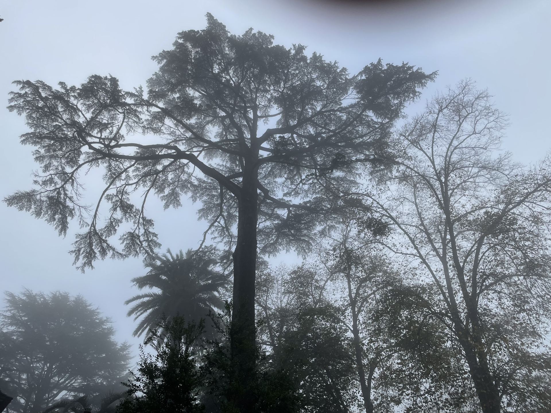 Grand cèdre centenaire dans la brume matinale — silhouette majestueuse se découpant contre un ciel laiteux, sujet d'une expertise de patrimoine arboré