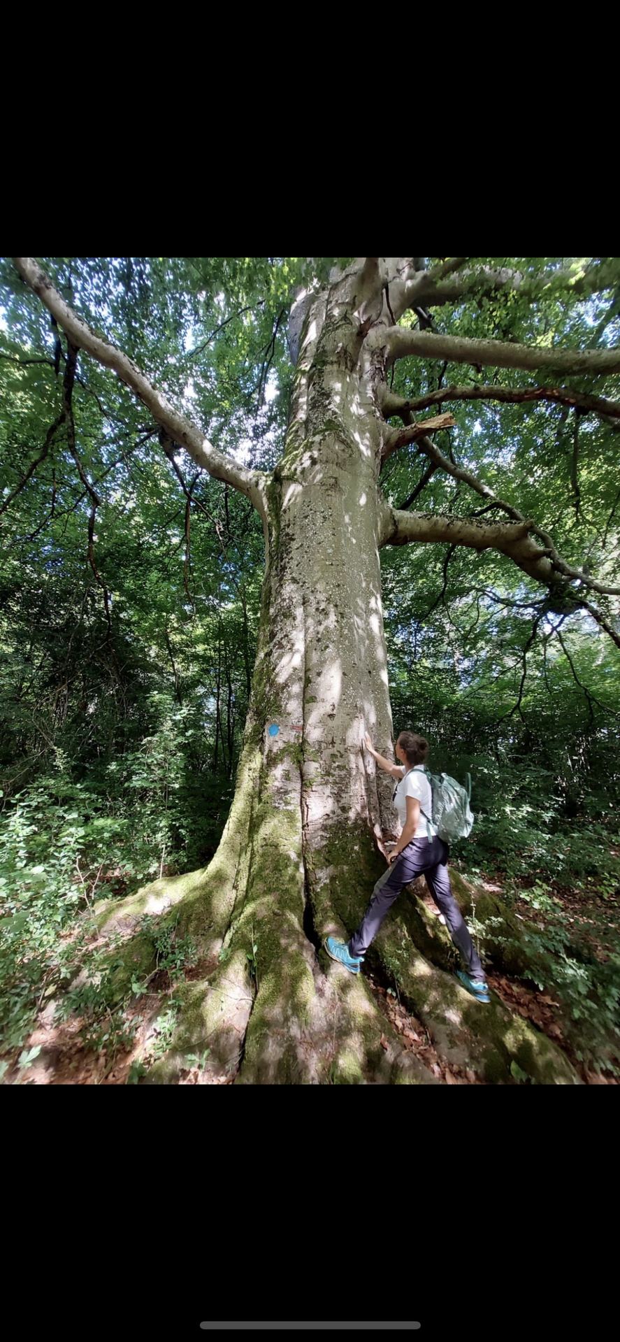 Expert arboricole au pied d'un hêtre remarquable, évaluant l'envergure et la structure racinaire de l'arbre en milieu forestier