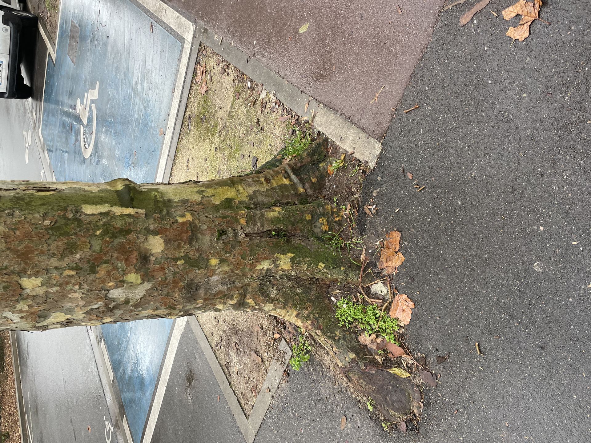 Vue aérienne d'un tronc de platane contraint et encerclé par les aménagements de voirie et les bordures urbaines