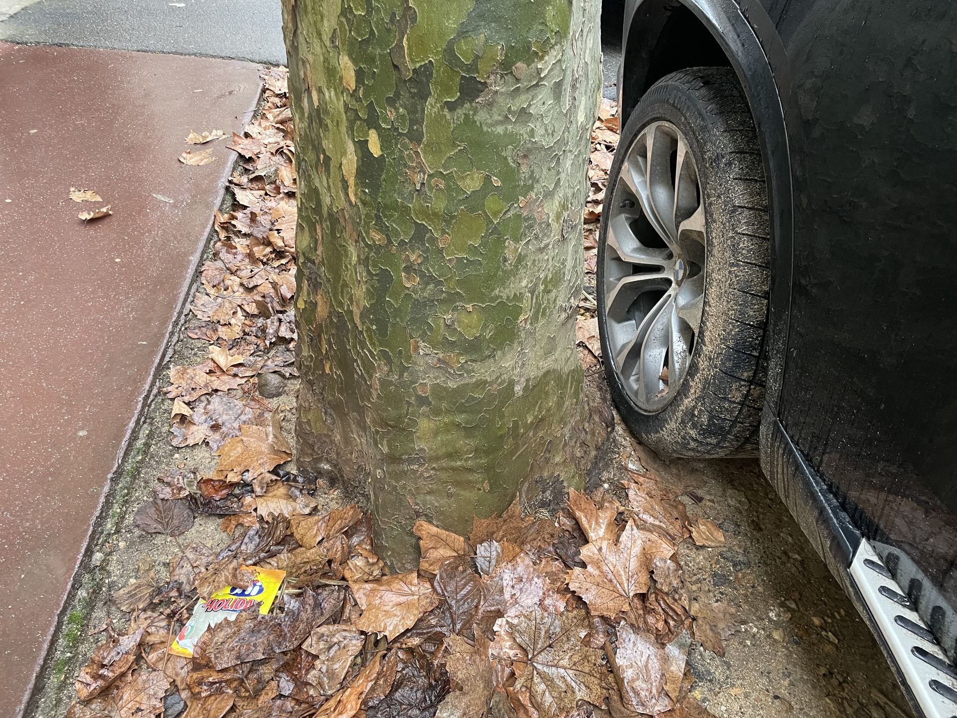 Collet de platane comprimé entre une voiture en stationnement et une bordure de trottoir, feuilles d'automne au sol