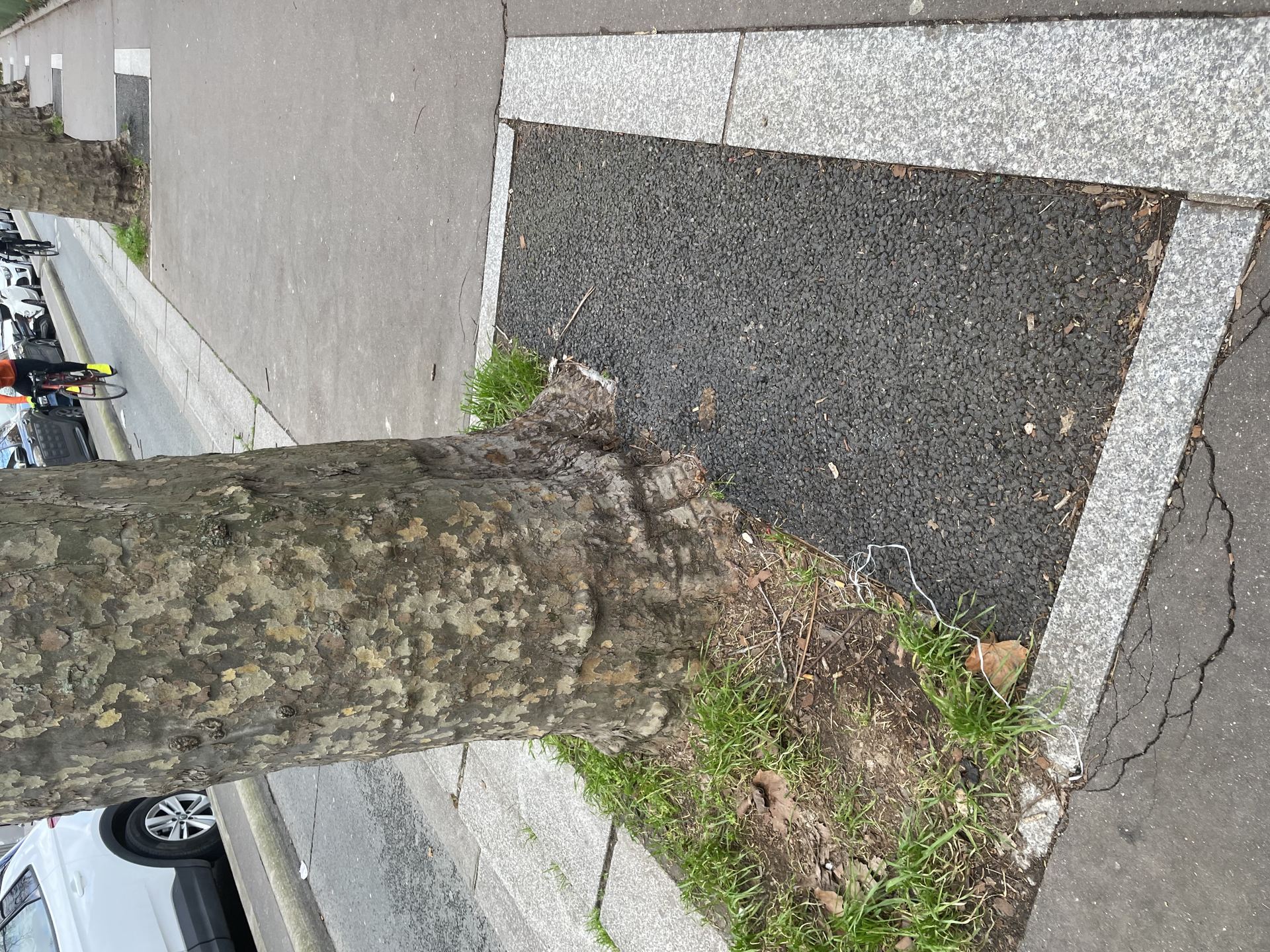 Racines d'un arbre soulevant et fracturant un mur de soutènement en béton, illustrant la force végétale face au bâti