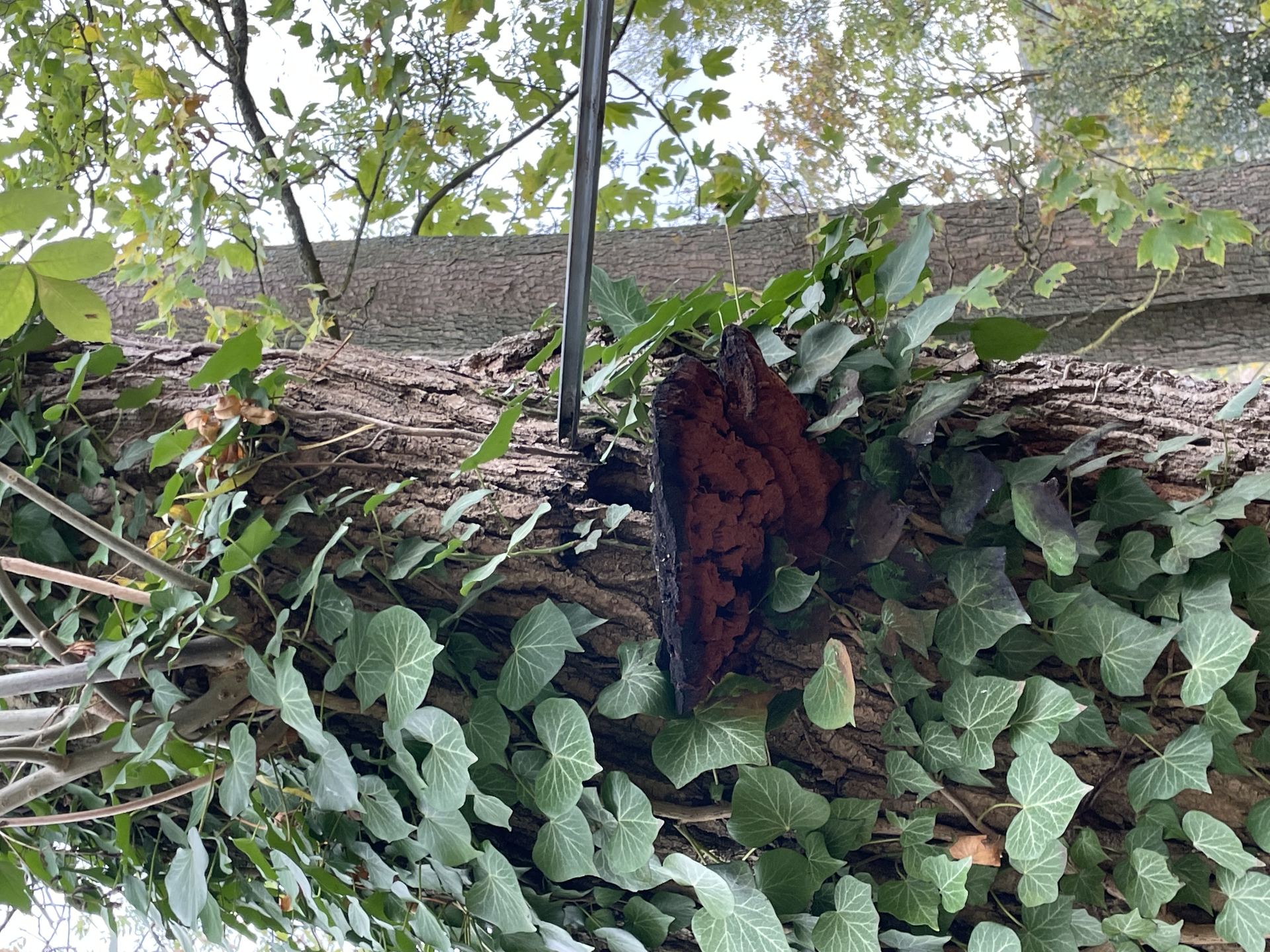 Tronc d'arbre urbain fortement colonisé par le lierre, signe de dépérissement et de compétition végétale
