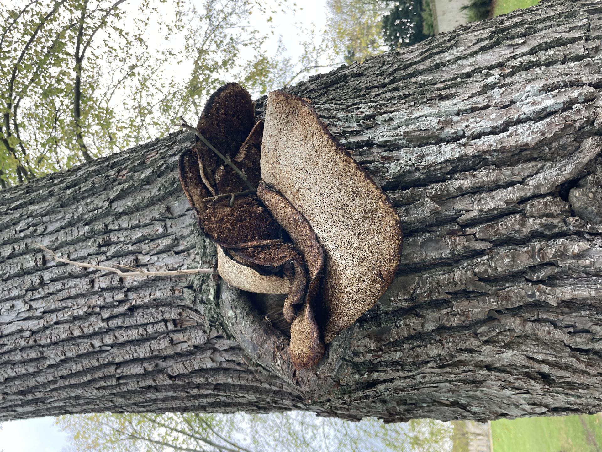 Polypore xanthochroïque sur une fourche de branche, indiquant une dégradation du bois de cœur en cours