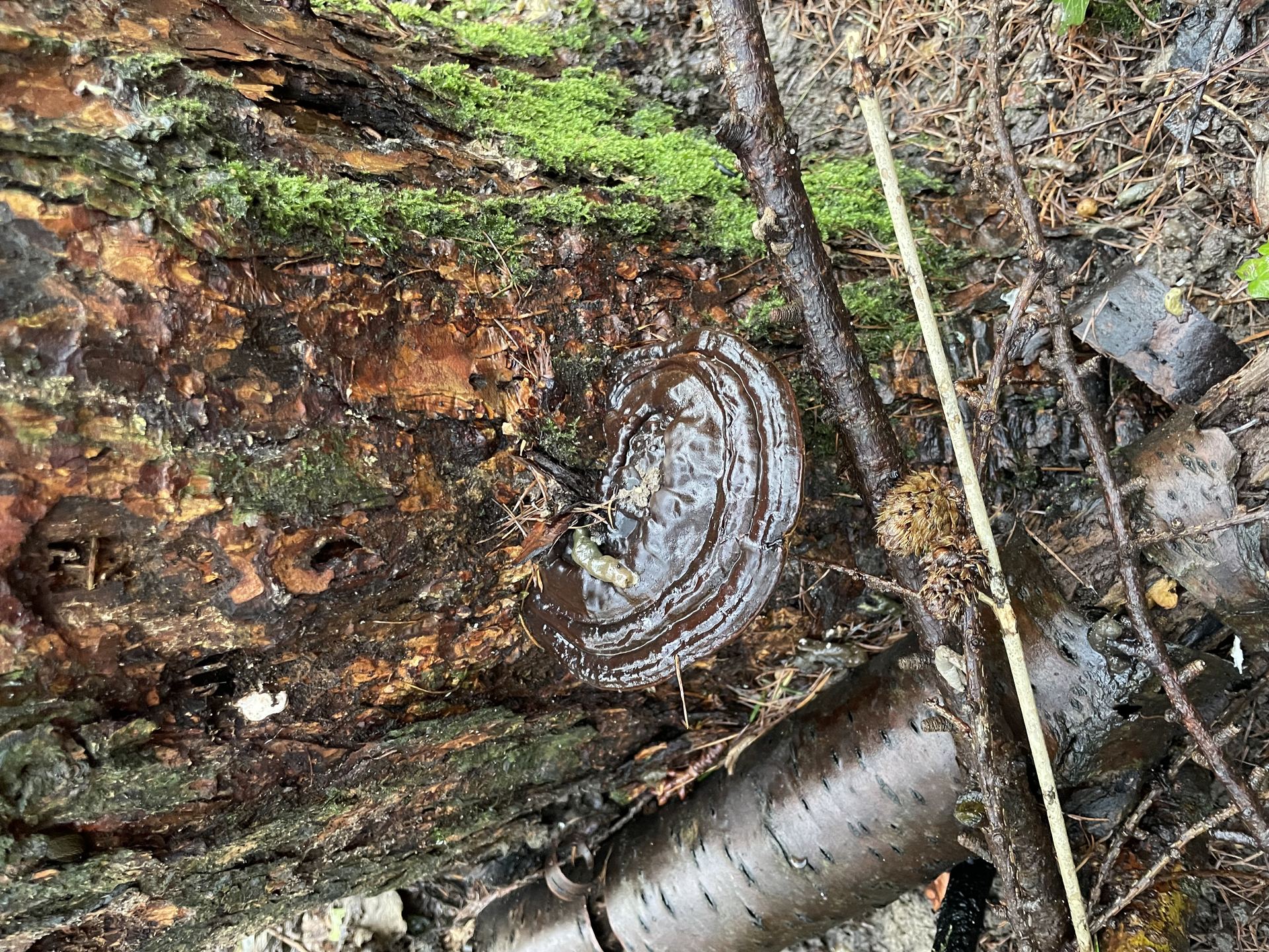 Conque de champignon lignicole à la base d'un tronc portant des mousses, révélant une dégradation racinaire avancée