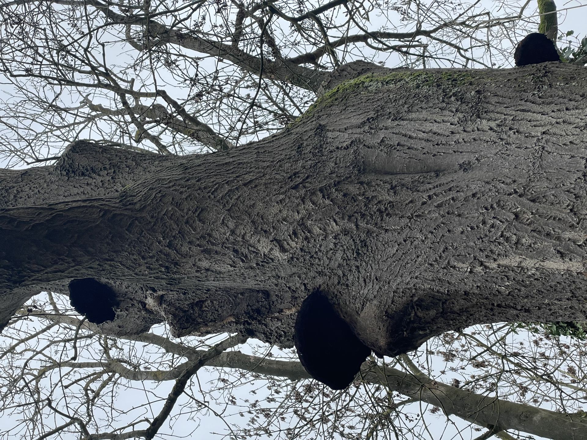 Importantes fructifications de champignons dégradant le bois sur les charpentières d'un grand arbre, signe de fragilité mécanique