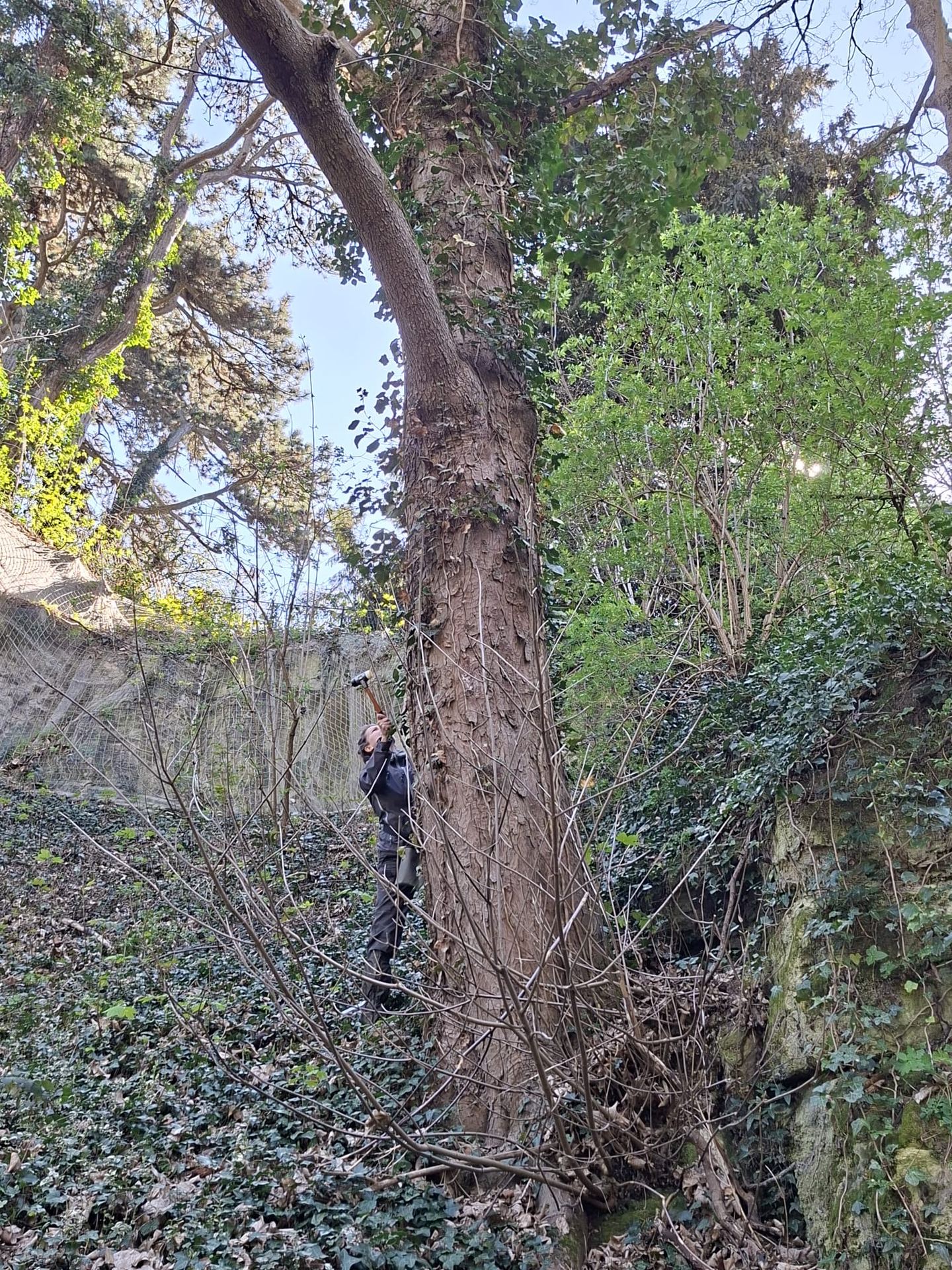 Expert arboricole réalisant un diagnostic visuel et sonore d'un grand arbre en milieu urbain enfoui sous la végétation