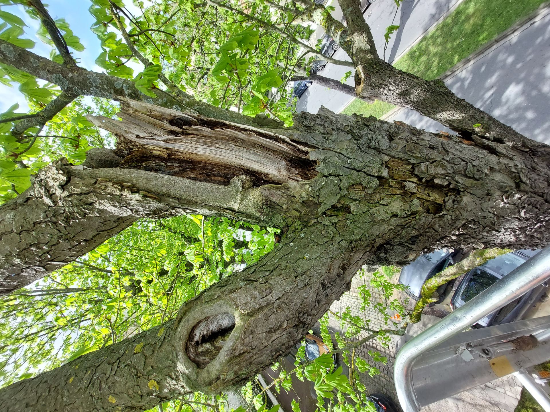 Inspection d'une cavité en cime de tronc révélant la décomposition du bois de cœur, accessible uniquement par grimpe arboricole